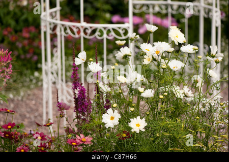 Kosmos 'White Knight' in Blüte Stockfoto