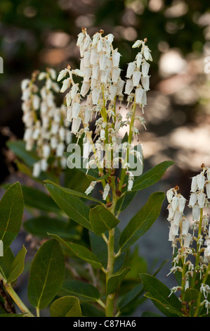 Sierra Laurel, westliche Leucothoe, Leucothoe Davisiae in Blüte, Sierra Nevada, Kalifornien. Stockfoto