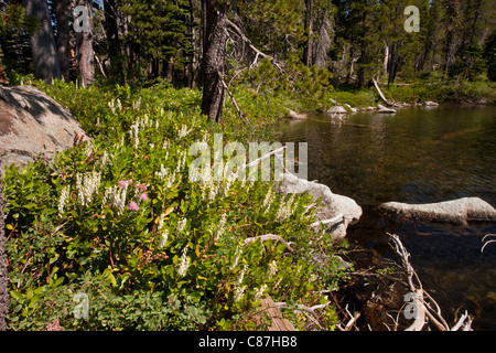 Sierra Laurel, westliche Leucothoe, Leucothoe Davisiae in Blüte, Sierra Nevada, Kalifornien. Stockfoto