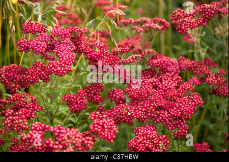 Achillea Millefolium 'Red Velvet', Schafgarbe, in der 'Gräser mit Grace' Schaugarten 2011 RHS Flower Show Tatton Park Stockfoto