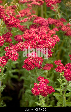 Achillea Millefolium 'Red Velvet', Schafgarbe, in der 'Gräser mit Grace' Schaugarten 2011 RHS Flower Show Tatton Park Stockfoto