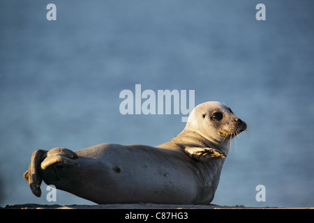 Hafen-Dichtung (Phoca Vitulina) liegen auf dem Strand von Helgoland. Stockfoto