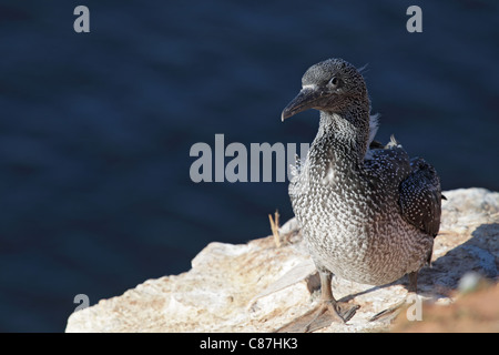 Juvenile Basstölpel (Morus Bassanus) sitzt auf einem Felsen auf Helgoland. Stockfoto