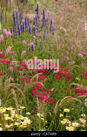 Achillea Millefolium 'Red Velvet' mit Sanguisorba Obtusa und Wildform "Black Adder" im Hintergrund Stockfoto