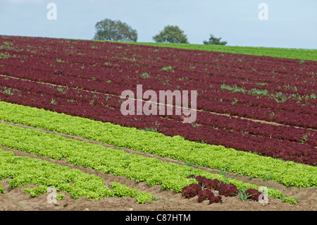 Salate wachsen in Suffolk, UK. Stockfoto