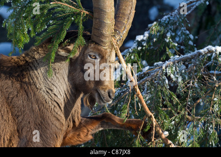 Alpensteinbock (Capra Ibex) Stockfoto