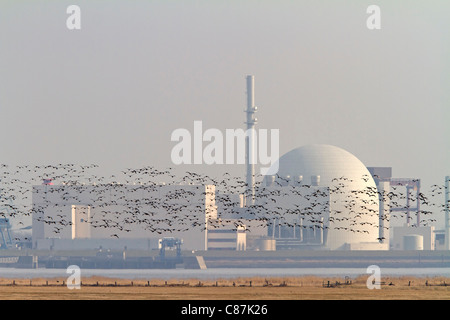 Seepocken mit Kernkraftwerk Brokdorf (Branta Leucopsis) Stockfoto