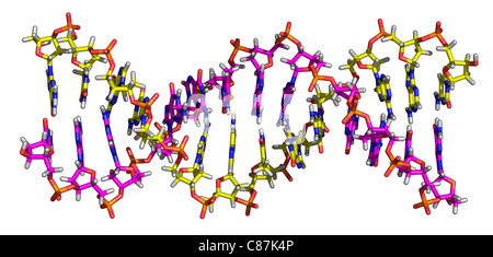 Molekül der Desoxyribonukleinsäure Stockfoto