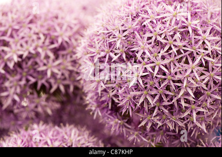 Allium 'Globemaster' in Blüte Stockfoto