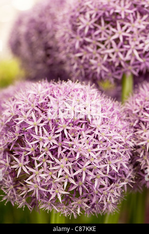 Allium 'Globemaster' in Blüte Stockfoto