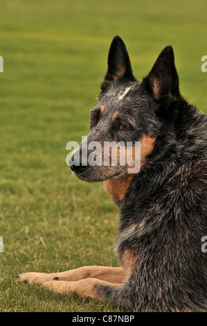 Ein weiblicher Australian Cattle Dog oder Queensland Blue Heeler, wer hören beeinträchtigt, in einem Park in Tucson, Arizona, USA. Stockfoto