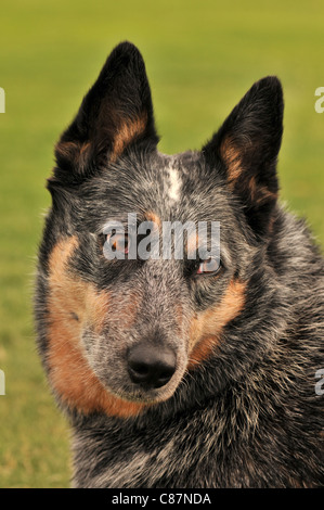 Ein weiblicher Australian Cattle Dog oder Queensland Blue Heeler, wer hören beeinträchtigt, in einem Park in Tucson, Arizona, USA. Stockfoto