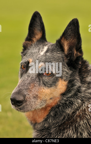 Ein weiblicher Australian Cattle Dog oder Queensland Blue Heeler, wer hören beeinträchtigt, in einem Park in Tucson, Arizona, USA. Stockfoto