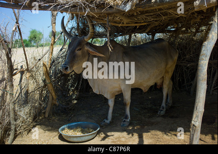 Rinder im Tierheim in indischen Bishnoi Dorf in der Nähe von Rohet in Rajasthan, Nordindien Stockfoto