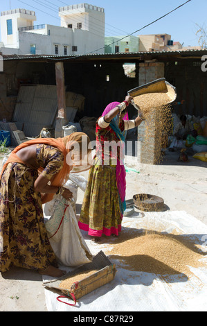 Indische Frauen Dreschen von Getreide von Hand im Dorf Rohet in Rajasthan, Nordindien Stockfoto