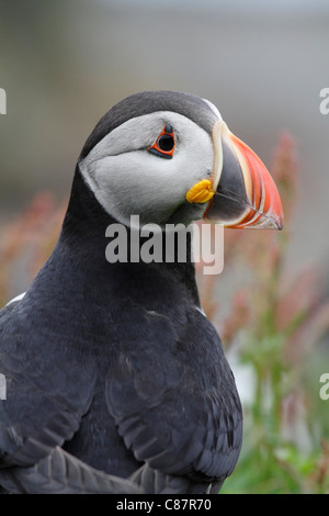 Ein Blick aus einigen Rasen Papageientaucher Stockfoto