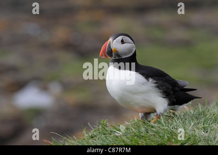 Ein Blick aus einigen Rasen Papageientaucher Stockfoto