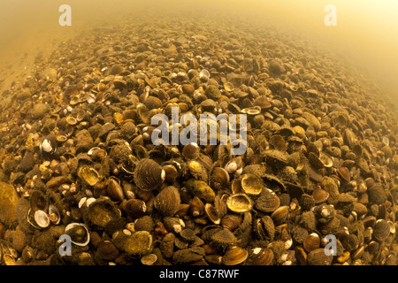 Asiatischen Muscheln (Corbicula sp) an der Unterseite des Flusses Allier. Diese Süßwasser Muscheln können als eine invasiven Arten betrachtet werden Stockfoto