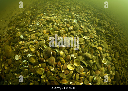 Asiatischen Muscheln (Corbicula sp) an der Unterseite des Flusses Allier. Diese Süßwasser Muscheln können als eine invasiven Arten betrachtet werden Stockfoto