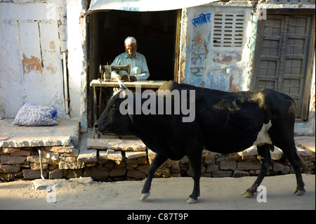 Bull Spaziergänge vorbei an indischen Mann mit Nähmaschine im Dorf Rohet in Rajasthan, Nordindien Stockfoto