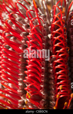 Nahaufnahme einer australischen Banksia Coccinea Blume. Stockfoto