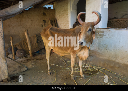 Kuh mit gebogenen Hörnern im heimatlichen Hof in Narlai Dorf in Rajasthan, Nordindien Stockfoto