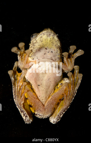 Australischer Smaragd entdeckt auf Glas zeigt Farbe auf Vorderseite Laubfrosch Stockfoto