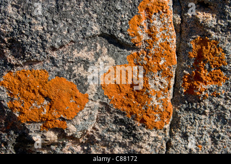 Orange Flechten auf Granitfelsen Girraween, Australien Stockfoto