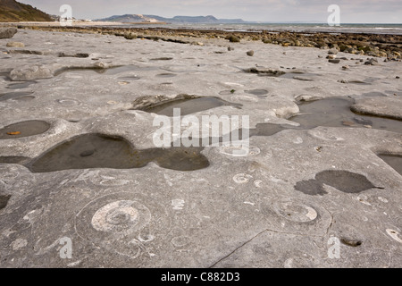 Großen fossilen Ammoniten am Strand in der Nähe von Lyme Regis. World Heritage Jurassic Coast, Dorset. Stockfoto