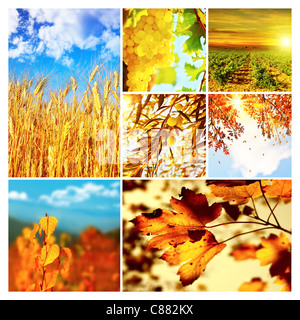 Herbst Natur Collage, Sammlung von schönen Bildern von wachsenden Früchte, Weizen und alten trockenen Baum fallen lässt Stockfoto