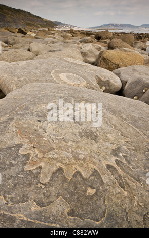 Großen fossilen Ammoniten am Strand in der Nähe von Lyme Regis. World Heritage Jurassic Coast, Dorset. Stockfoto