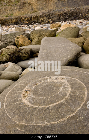 Großen fossilen Ammoniten am Strand in der Nähe von Lyme Regis. World Heritage Jurassic Coast, Dorset. Stockfoto