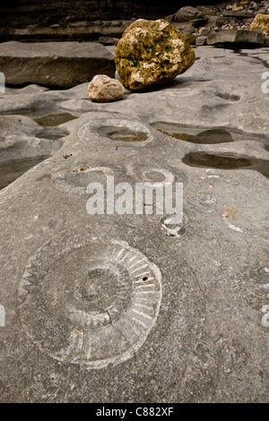 Großen fossilen Ammoniten am Strand in der Nähe von Lyme Regis. World Heritage Jurassic Coast, Dorset. Stockfoto