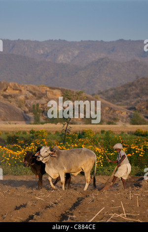 Bauer mit Ochsen pflügen Feld für Linsensuppe Ernte Felder am Nimaj, Rajasthan, Nordindien Stockfoto