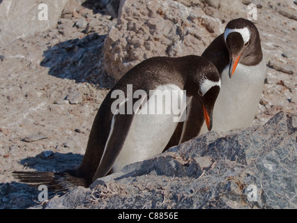 Gentoo Penguins (Pygoscelis Papua), Gonzalez Videla chilenischen Base, antarktische Halbinsel Stockfoto