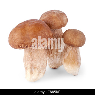 CEPS isoliert auf weißem Hintergrund Stockfoto