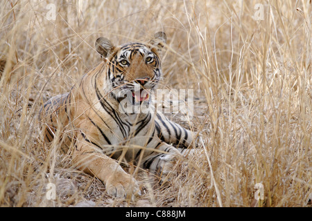 Bengalische Tigerin gerade durch Trockenrasen in den wilden Wald Ranthambhore, Rajasthan, Indien. [Panthera Tigris] Stockfoto