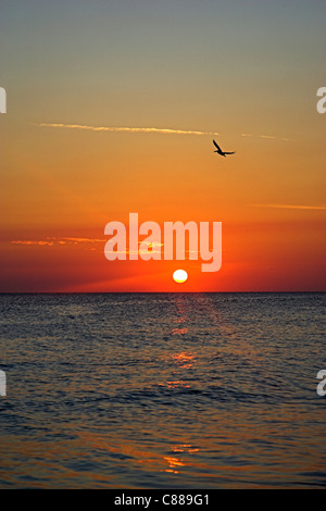 Pelikan im karibischen Sonnenuntergang Aruba fliegen. Stockfoto