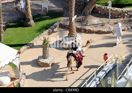 Kamelreiten im Hotel Hilton befindet sich in der Nähe von ägyptisch - israelischen Grenze in Taba, Ägypten Stockfoto