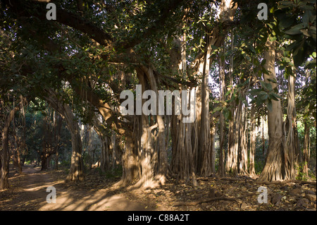 Alten Banyan-Bäume in Ranthambhore National Park, Rajasthan, Nordindien Stockfoto