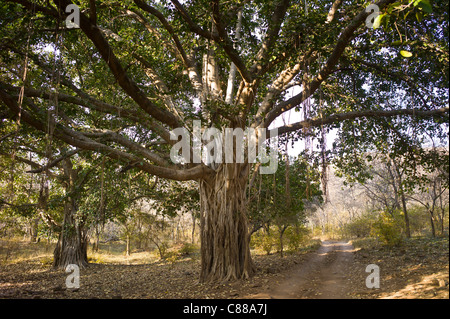 Alten Banyan-Bäume in Ranthambhore National Park, Rajasthan, Nordindien Stockfoto