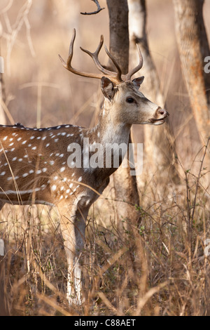 Spotted Hirsche männliche Hirsch, Achse-Achse (Chital) in Ranthambhore National Park, Rajasthan, Nordindien Stockfoto