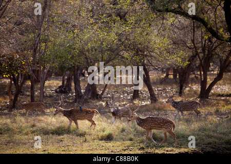 Gefleckte Rehe, Achse Achse, (Chital) Herde mit schwarzer Drongo Vogel auf Rückseite in Ranthambhore National Park, Rajasthan, Nordindien Stockfoto