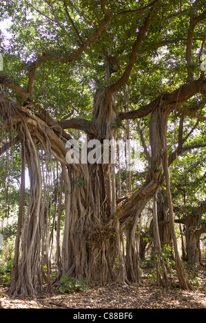 Alten 300-Jahr-alten Banyan-Bäume in Ranthambhore National Park, Rajasthan, Nordindien Stockfoto