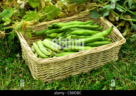 Geernteten Bohnen (Vicia faba) in einem Korb. Stockfoto