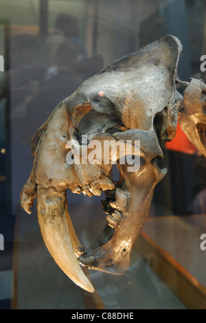 Skelett eines ausgestorbenen Säbelzahntigers (Smilodon) im Natural History Museum in London, England, Großbritannien. Stockfoto