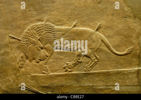 Assyrische Reliefs des königlichen Löwen jagen des Königs Ashurbanipal gesehen im British Museum in London, England, UK. Stockfoto