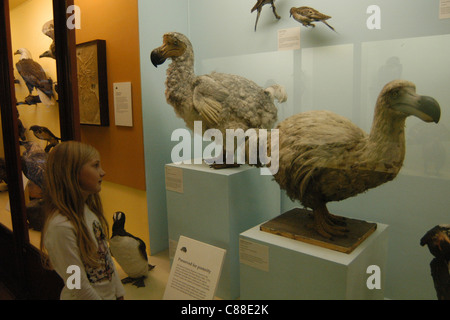 Modelle der beiden Gewürze des ausgestorbenen Dodoes gesehen im Natural History Museum in London, England, UK. Stockfoto