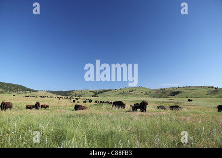 Herde von American Buffalo (Bison Bison) auf Prärie im Custer State Park in South Dakota Stockfoto