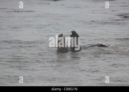 Männlichen See-Elefanten Mirounga Angustirostris Kämpfe im Pazifischen Ozean, San Simeon, Kalifornien, Vereinigte Staaten von Amerika Stockfoto